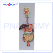 PNT-0450 pvc human anatomical digestive system model (3 parts) for medical teaching